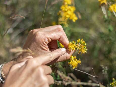 Balade et cueillette ! - Festival Confit !