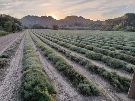 Arom'Alpilles