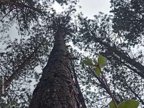 Feu la forêt