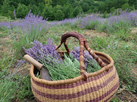 Escapades d'été - Visite commentée de la ferme-distillerie Herba Robert avec dégustation Escapades d'été - Visite commentée de la ferme-distillerie Herba Robert avec dégustation