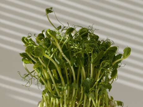 Atelier Altec (3-5 ans) - Découvre le pouvoir des graines