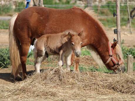 Les Hautes Canebières