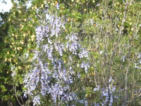 Discovering wild and medicinal plants