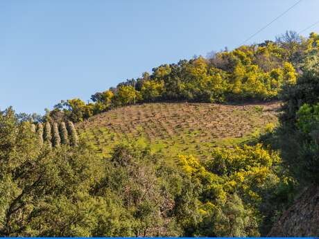 Le mimosa et ses compagnons de Tanneron- balade guidée Le mimosa et ses compagnons de Tanneron- balade guidée