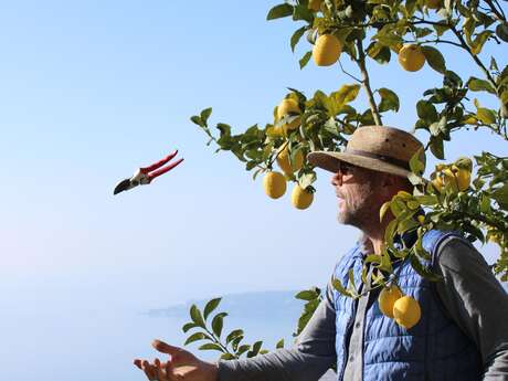 92nd Lemon Festival® - Maison Gannac: Guided tour and picking with Laurent Gannac