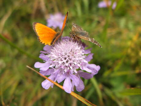 Au sens de nos pas - Clapiz Geneviève - Accompagnatrice en Montagne
