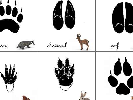 Randonnée découverte traces et indices des animaux