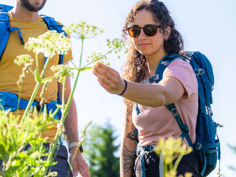 Atelier du végétal : les plantes sauvages médicinales