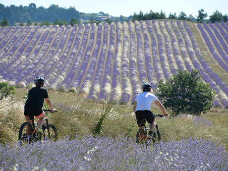 Circuit VTT n°8 - Terre de lavande