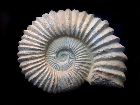 Fête de la nature : Atelier Géodyssée, voyage en mer Jurassique