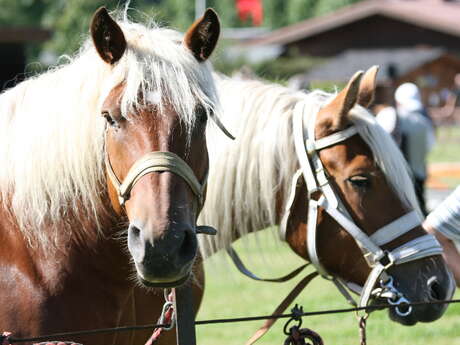 Randonnées découverte à cheval