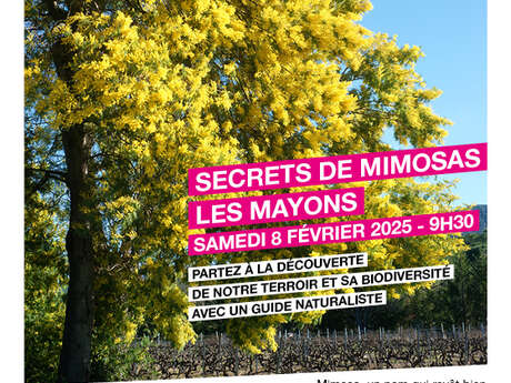 Balade commentée "Secrets de Mimosas" au domaine de La Fouquette aux Mayons