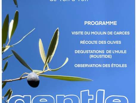 Récolte des olives, visite du moulin, roustide et observation des étoiles : Fête de l'olive
