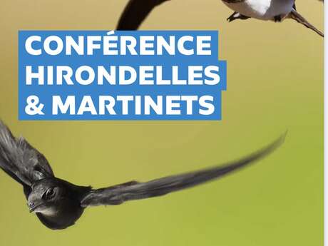 Conférence hirondelles et martinets