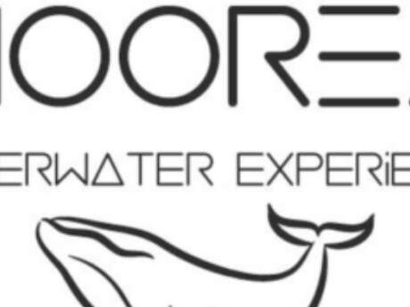 Moorea Underwater Experience - Whale watching tours