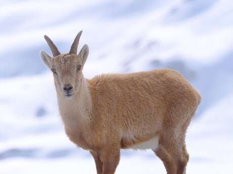 Exposition Faune d'altitude