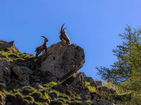 Projection "Bouquetin, la vigie des montagnes"