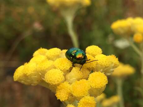 Attività per bambini "Le piccole bestie dei nostri giardini