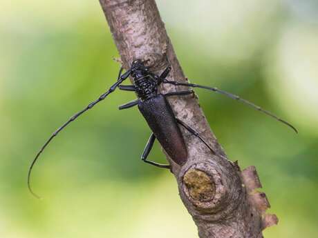 Animation nature: Grand capricorne et vieilles branches