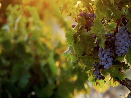 Sentiers AOC et biodiversité Châteauneuf-du-Pape