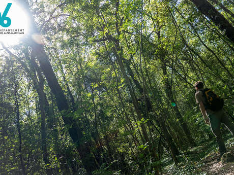Balade découverte " Les arbres du parc "