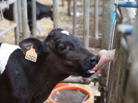 Animation - Challenge fermier