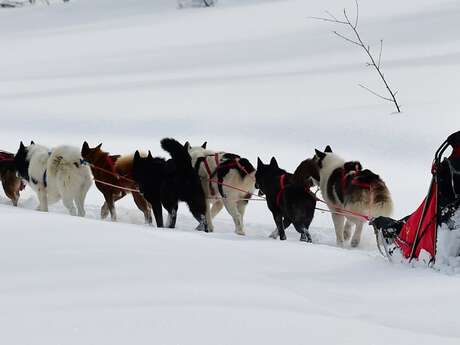 Traîneaux de la Forêt Blanche (Sleighs of white forest)