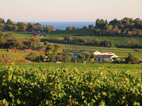 Team Building Cinéma dans les Vignes