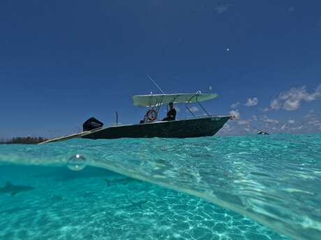 Moorea Ocean Riders - Sorties Baleines