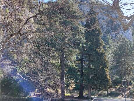 Bain de forêt expérience sensorielle de retour à Soi  -  Envie d'être soi
