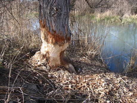 Balade nature : le castor