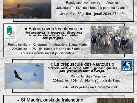 Sorties accompagnées "Le crépuscule des vautours"