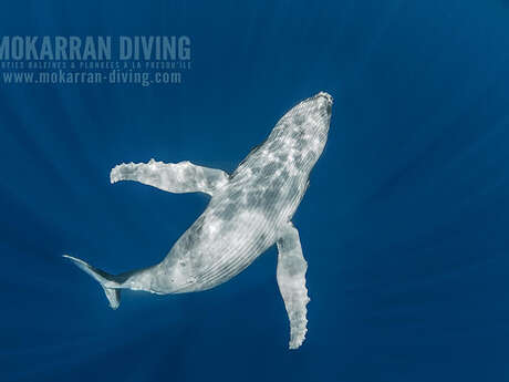 Mokarran Diving - Sortie Baleines