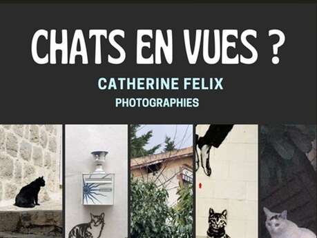 Chats en vues ?
