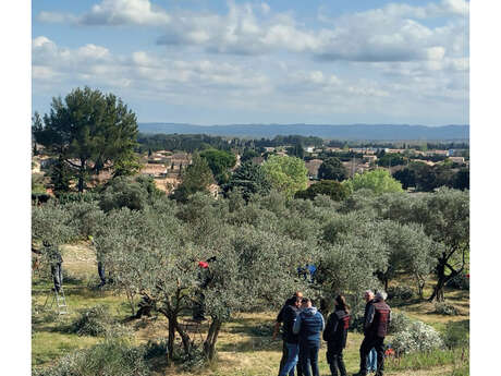 Concours "Francis Falabrègue" de taille des oliviers