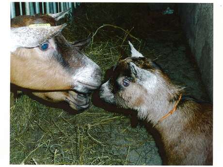 Vente de fromages et viande à la chèvrerie de Chartreuse