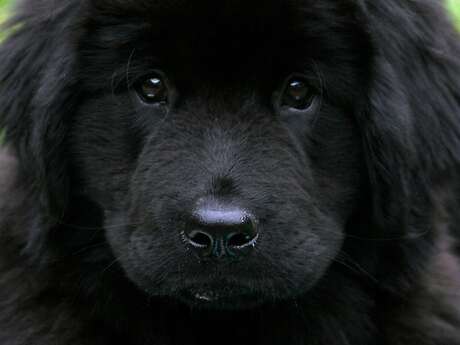 Nationale d'élevage : Terre Neuve et Landseer