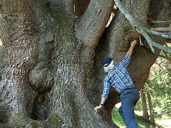 La puissance de l'arbre