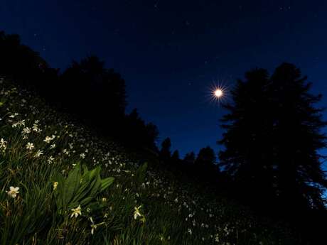 A la découverte de la vie nocturne et du ciel étoilé