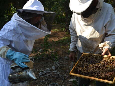 Guided tour or free discovery of the world of bees, extraction... by L'Abeille de Ré