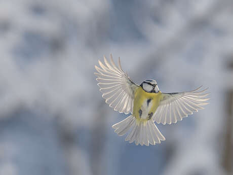 Exposition “Chemins croisés” - Gaspard Buttin - Festival Du Film Nature