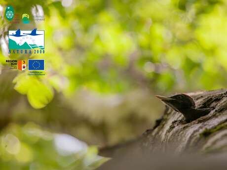 À la rencontre des oiseaux des forêts