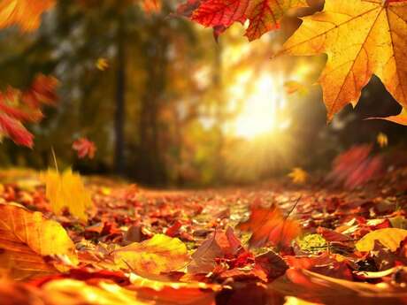Fête de l’automne