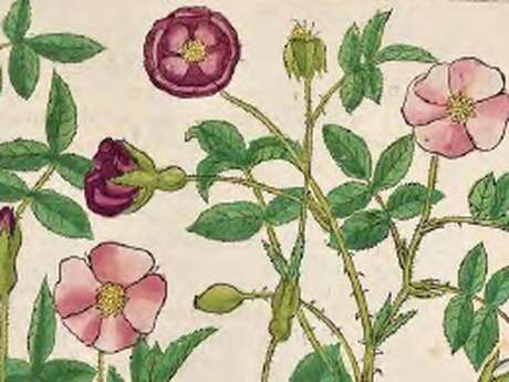 Conférence : Nos jardins à l'heure du changement climatique