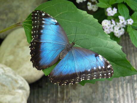 La Ferme aux Papillons (Butterflies Farm)