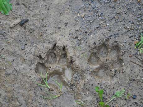 Sur les traces de la faune