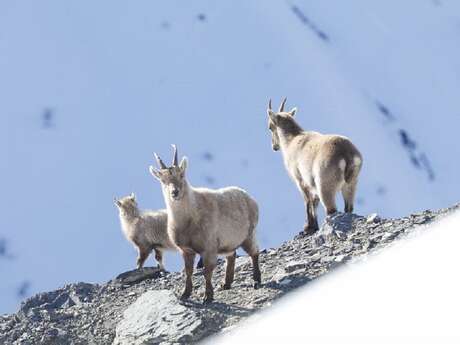Rdv nature : les animaux mettent leur doudoune !
