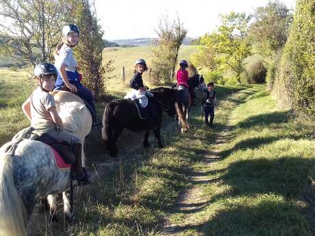 Le poney vert