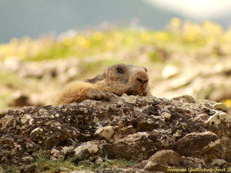 Marmot Trail