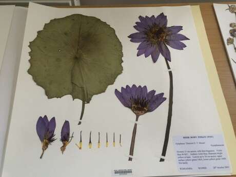 "Fête de la nature" Atelier Herbier